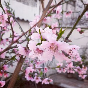 Pink blossoms
